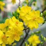 Bài văn hay miêu tả về cây hoa mai