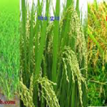 Thuyết minh về cây lúa Việt Nam