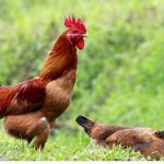 Thuyết minh về một loài động vật hay vật nuôi phổ biến ở quê hương em