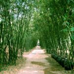 Bài văn mẫu: Biểu cảm về cây tre Việt Nam