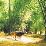 Bài văn miêu tả về cây tre Việt Nam