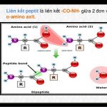 Lý thuyết đại cương peptit là gì và các tính chất của peptit